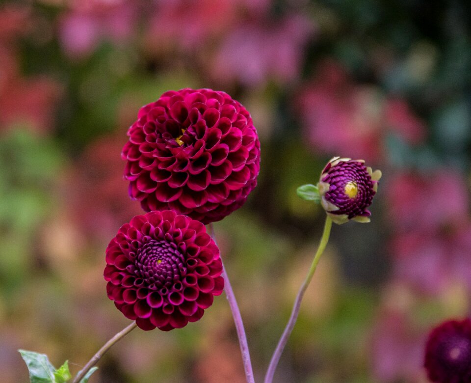 Bloom flora plant