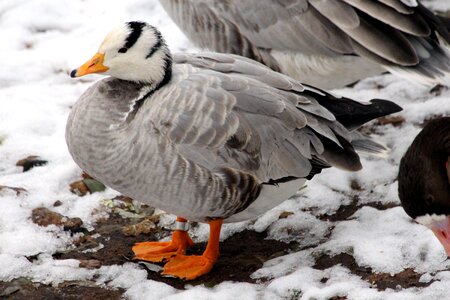 Feathered race animal bar-headed goose photo