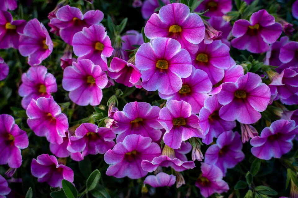 Garden plant petals botany