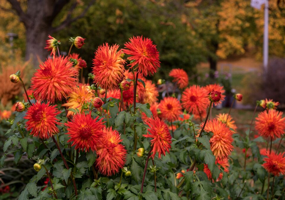 Flora bloom nature
