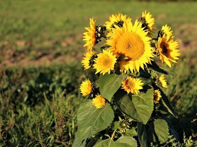 Flowers yellow green