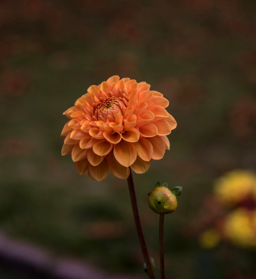 Flower plant flora