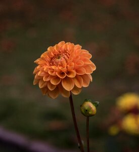 Flower plant flora