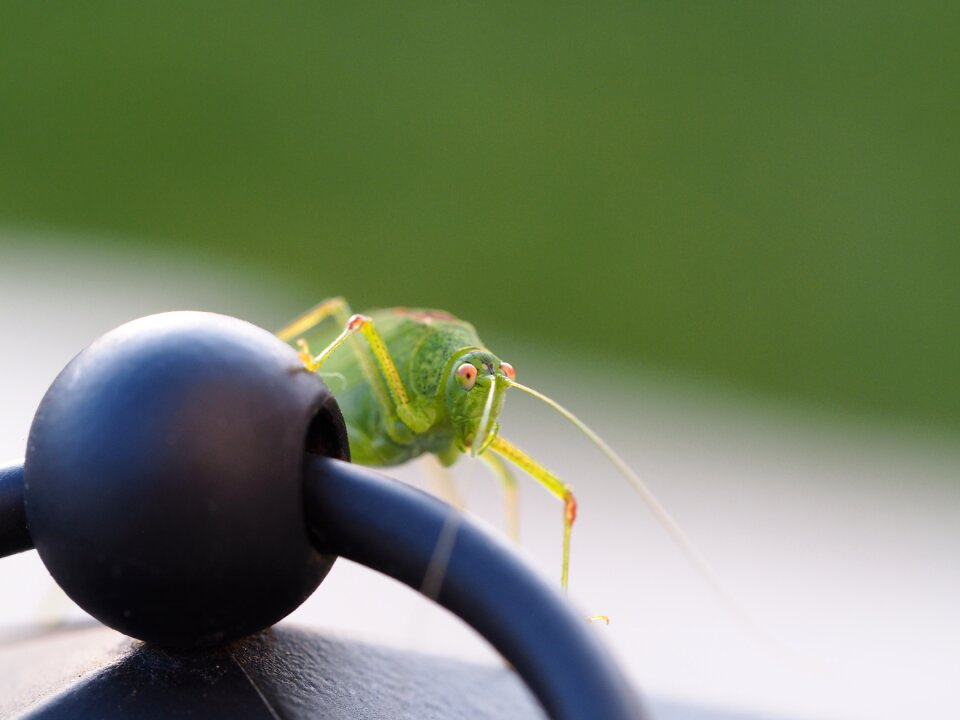 Nature close up macro