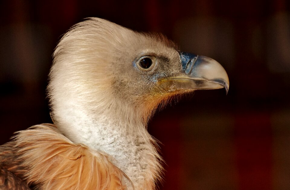 Scavengers raptor animal