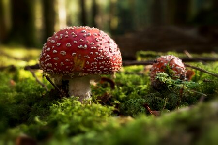 Autumn forest moss