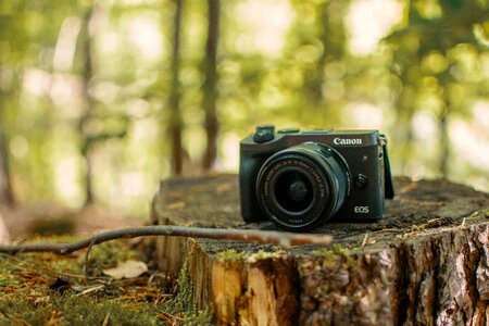 Tree stump photography photo camera