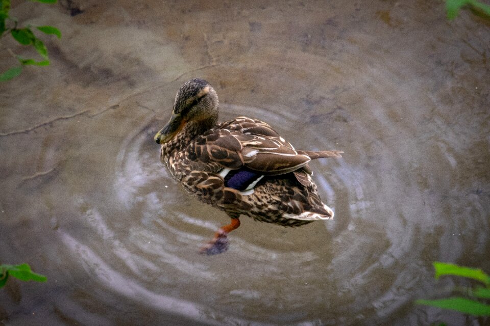 Nature swim cute