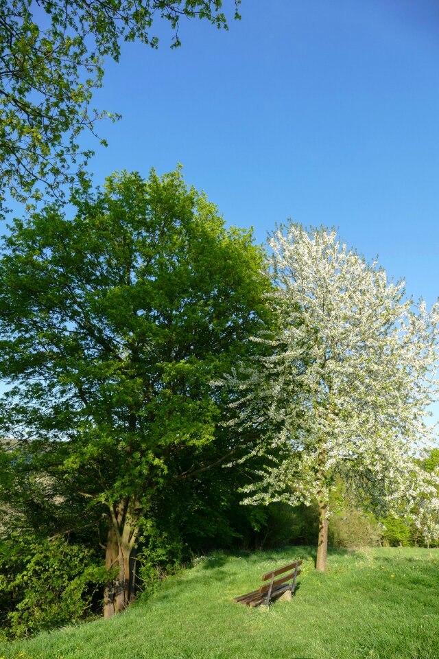 Spring season cherry blossoms