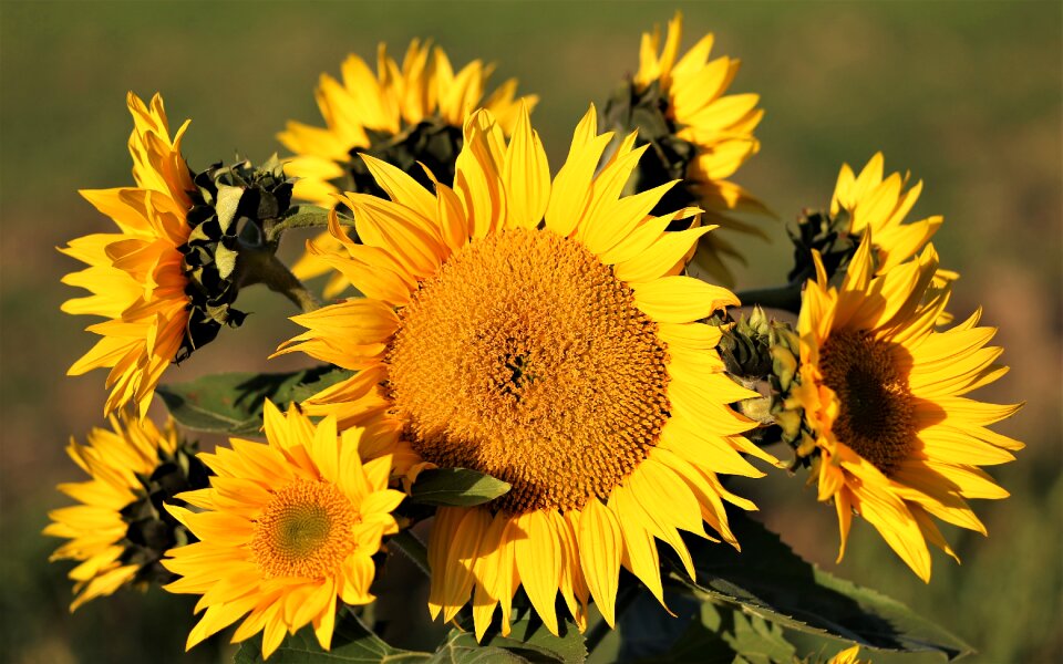 Flowers yellow green