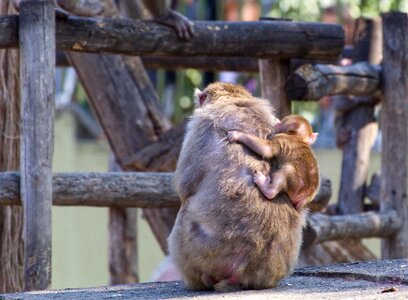 Mammal animal world zoo photo