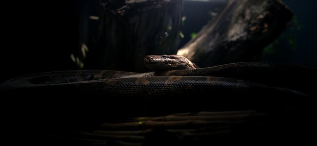 Animal nature zoo