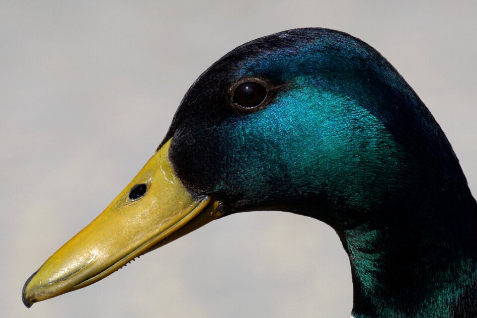 Animal world animal duck bird