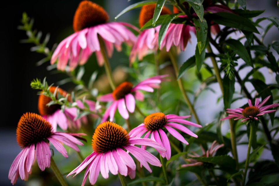 Nature blossom bloom
