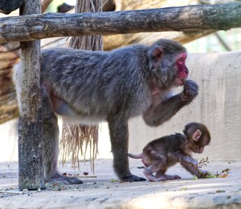 Mammal animal world zoo photo