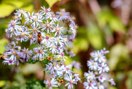 Pollen nectar bloom