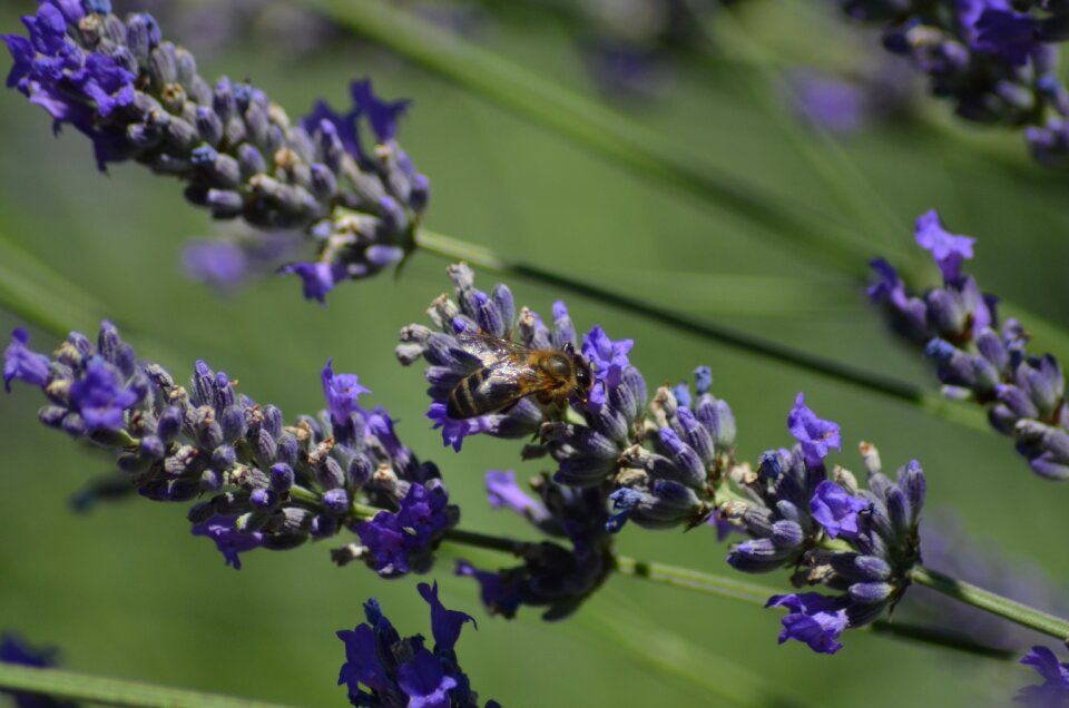 Pollination flower blossom photo