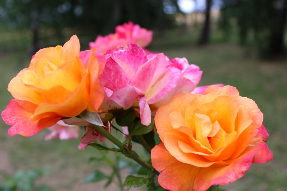 Beauty bloom amber queen