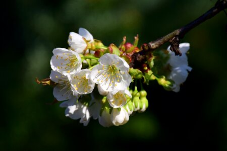 Spring tender flowering twig photo