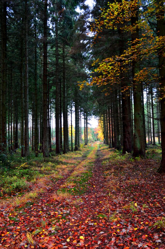 Trees leaves fir forest