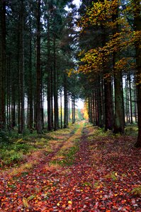 Trees leaves fir forest photo