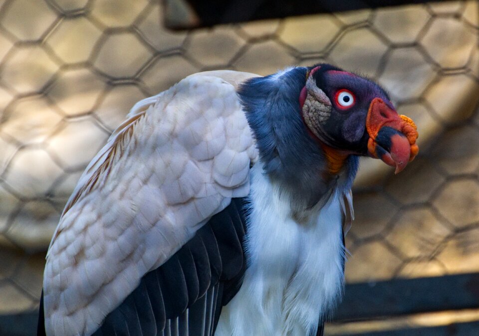 Feather plumage pride