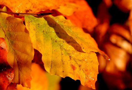 Autumn colours fall leaves hedge accounting