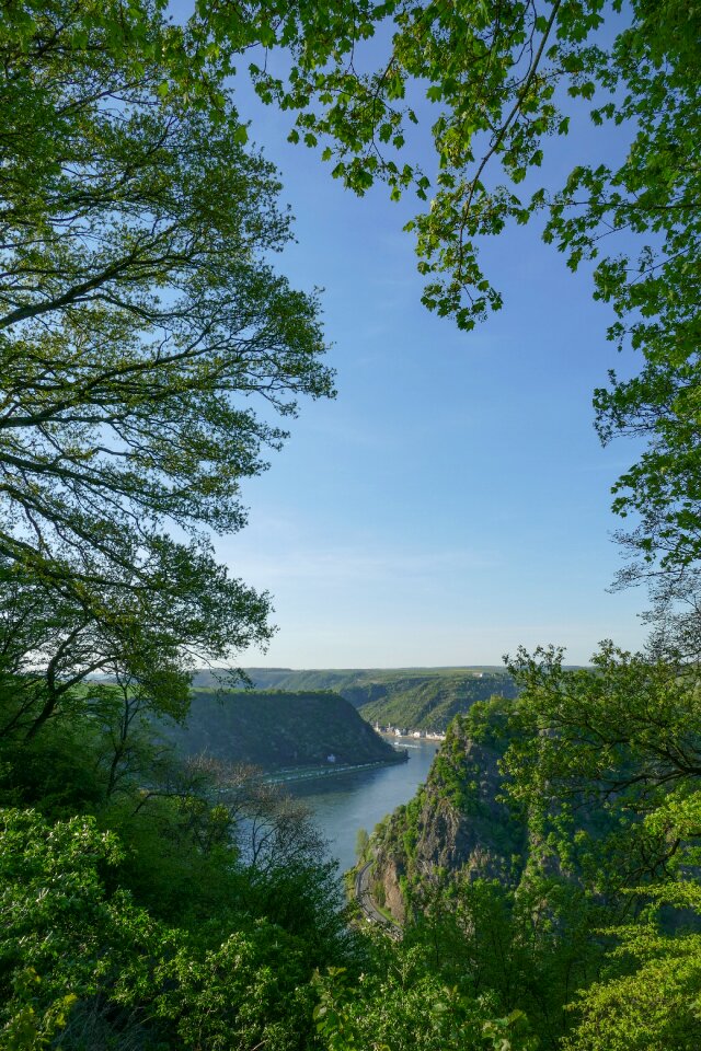 Sankt goar nature tree