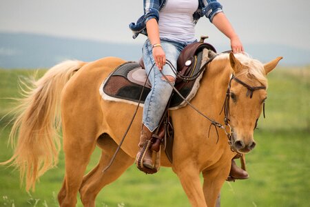 Arabs saddle reins photo