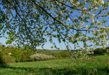 Landscape plant sky