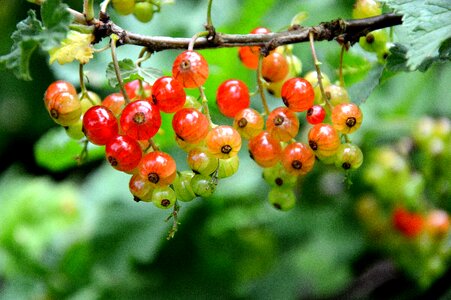 Currants immature garden