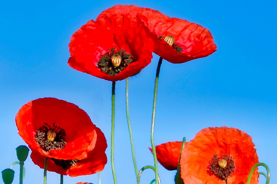Red poppy flower blossom