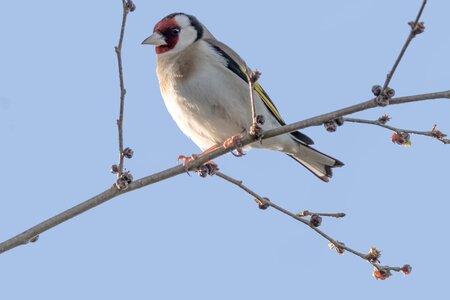 El rocio birding jilguero
