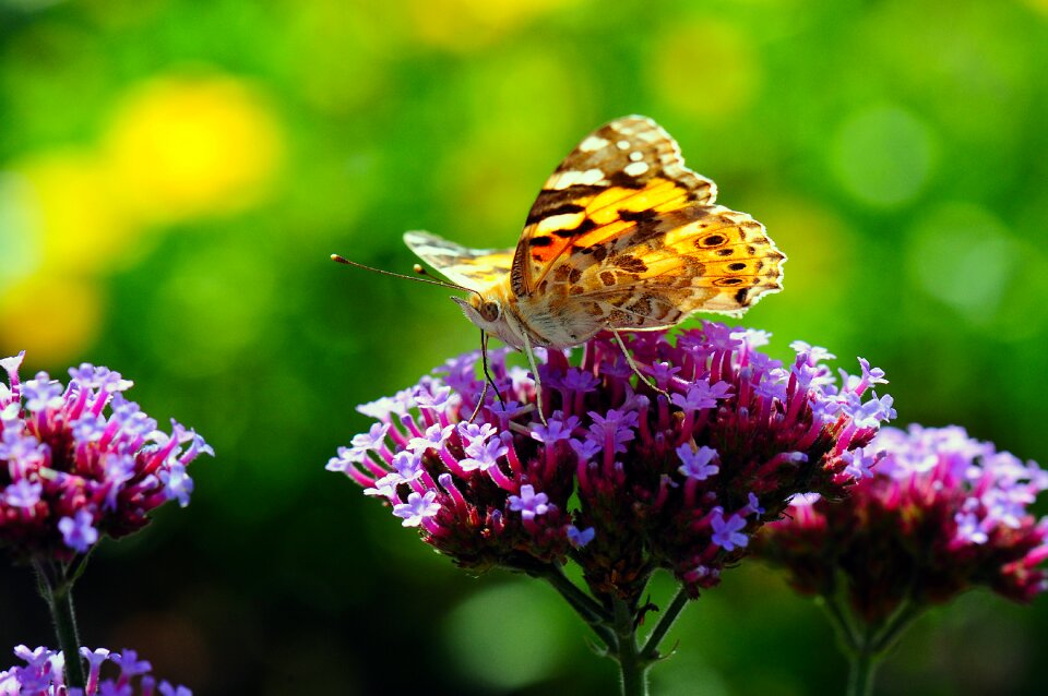 Walking butterfly flying nature