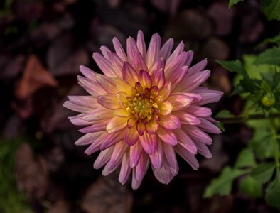Flower flora dahlia garden