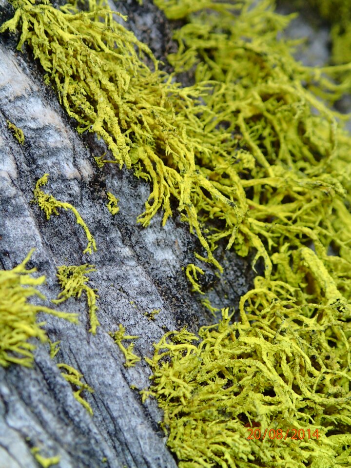 Tree bark moss
