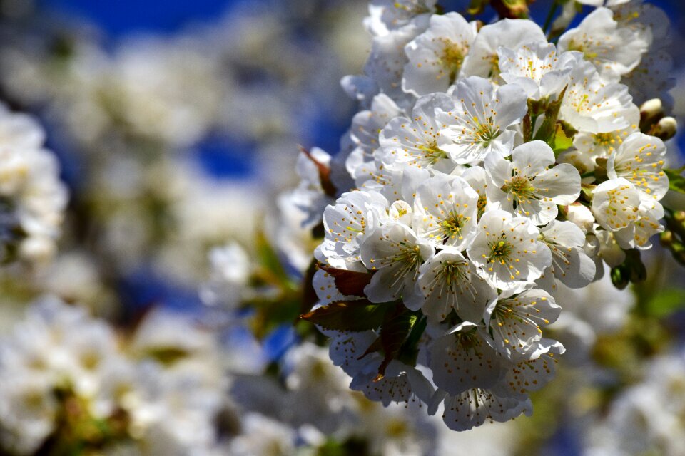 Branch beautiful cherry tree