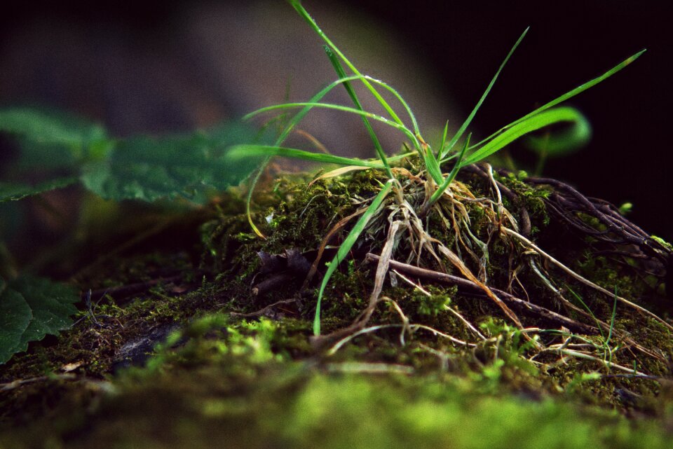 Nature growth flora