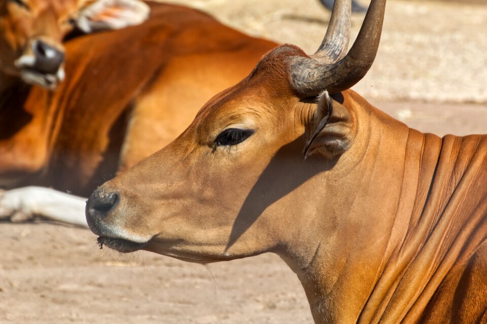 Animal portrait animal world nature