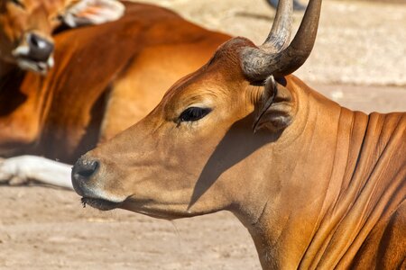 Animal portrait animal world nature