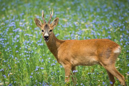 Nature antler scheu