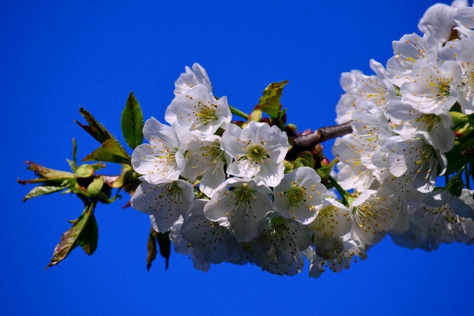 Blue white tender