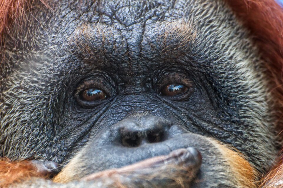Close up sad captivity