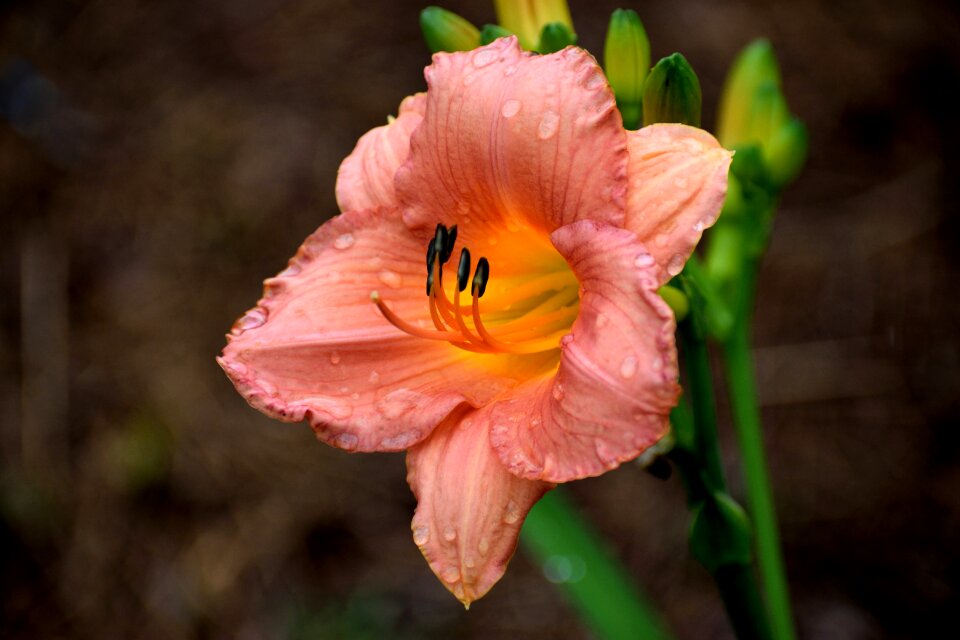 Plant nature spring