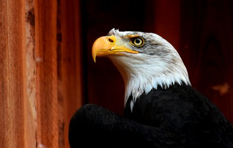 Raptor bird of prey bill