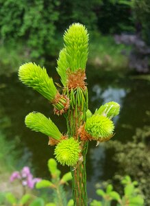 Green nature fresh