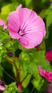 Hollyhock pink reddish photo