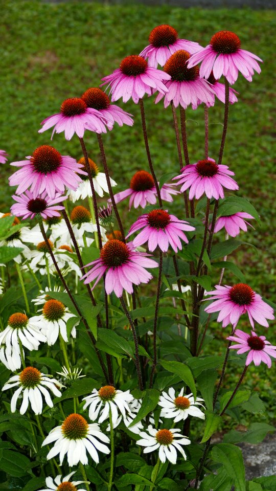 Light red white