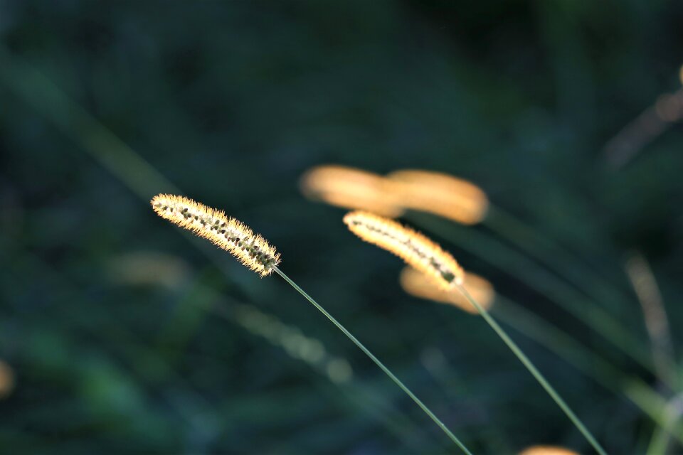 Autumn evening backlight