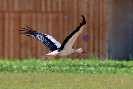 Elegant white stork feather